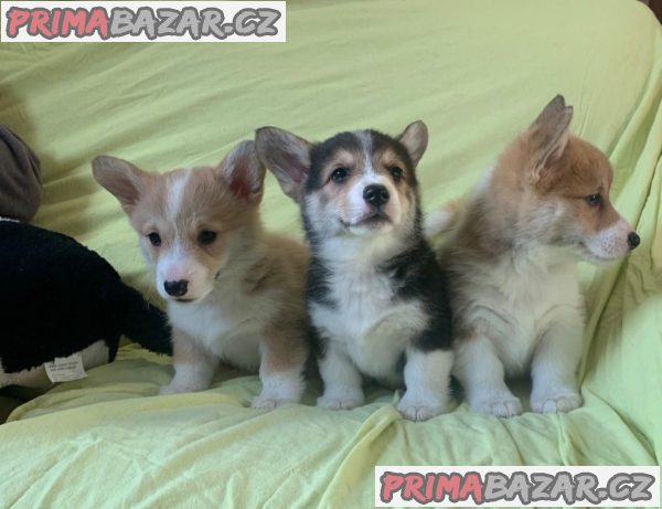 Štěňata Pembroke Welsh Corgi – fotografie 1