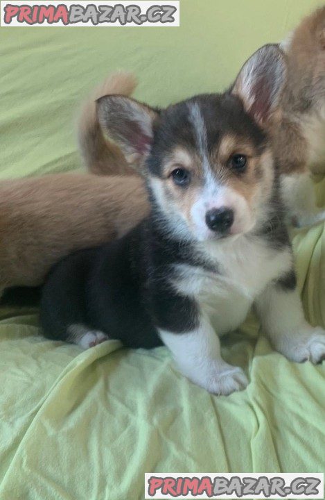 Štěňata Pembroke Welsh Corgi – fotografie 2