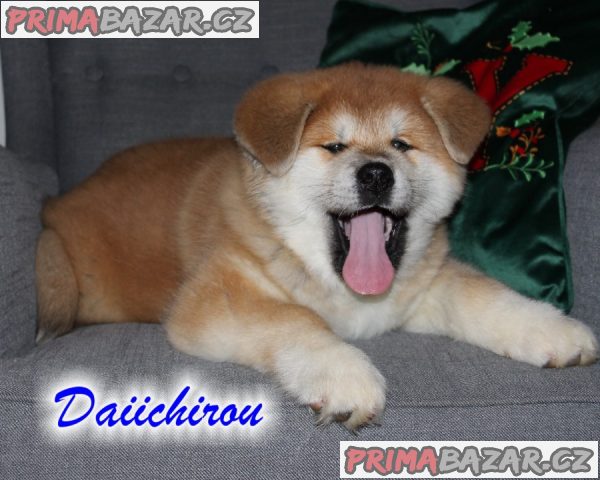 Poslední volné štěně, pejsek Akita Inu s PP – fotografie 3