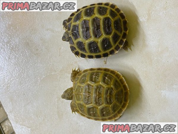 Prodám mláďata suchozemských želv, rozená 2023. – fotografie 1
