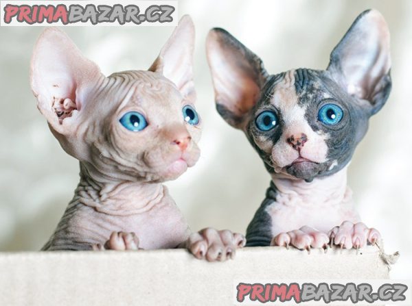 Odvážná a vrásčitá koťata Sphynx – fotografie 1