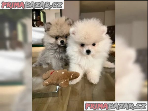 Německý špic trpasličí (Pomeranian) – fotografie 1