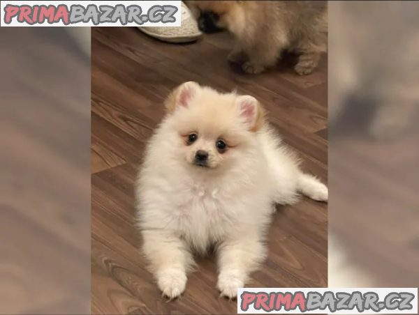 Německý špic trpasličí (Pomeranian) – fotografie 3