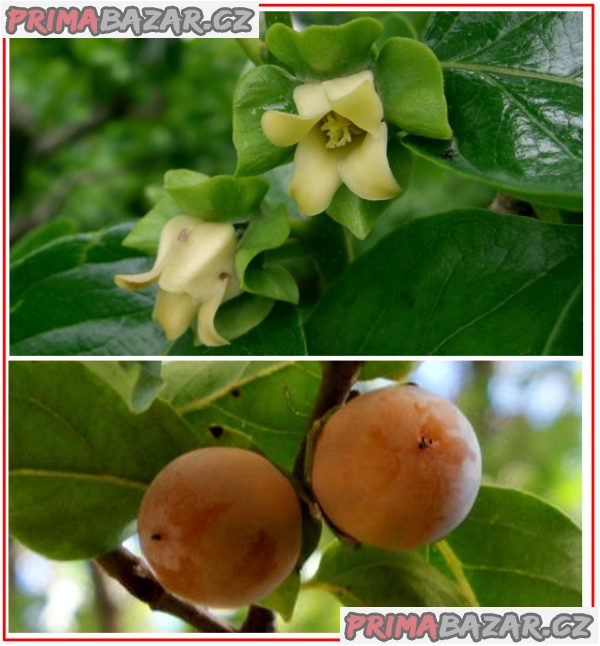 Diospyros Lotus  - semena – fotografie 1