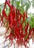 sazenice CHILLI THUNDER MOUNTAIN LONGHORN