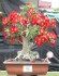 sazenice Adenium Obesum vel. 3-5 cm