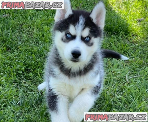 Sibiřský husky štěňata na prodej – fotografie 1