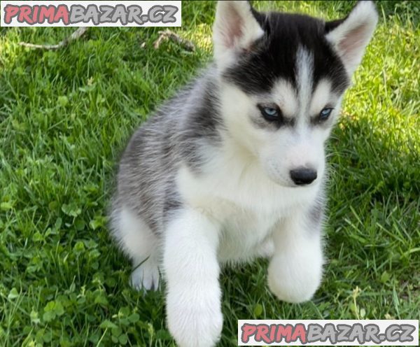 Sibiřský husky štěňata na prodej – fotografie 4