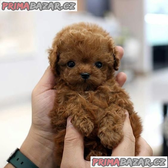 Štěňata Toy Mini Pudl – fotografie 1