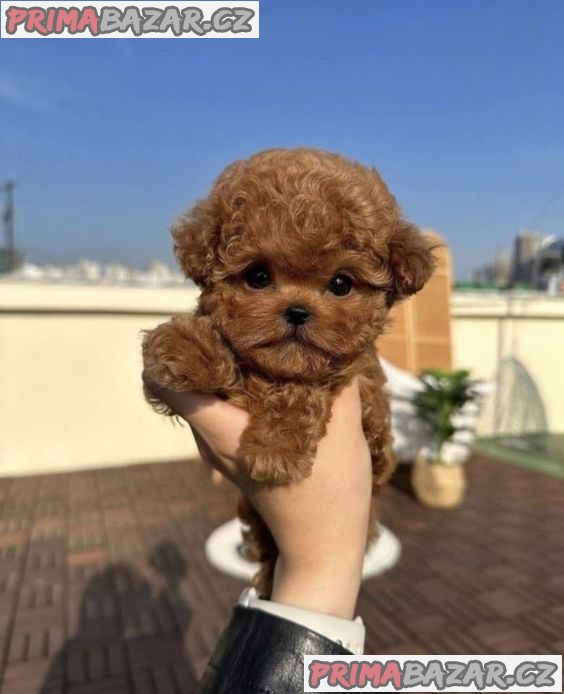 Štěňata Toy Mini Pudl – fotografie 2