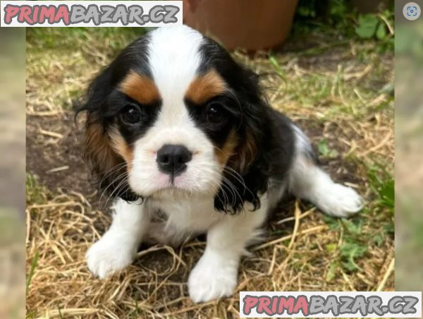 Cavalier King Charles Spaniel - fenka ( stene ) s PP – fotografie 3