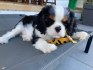 Cavalier King Charles Spaniel - fenka ( stene ) s PP