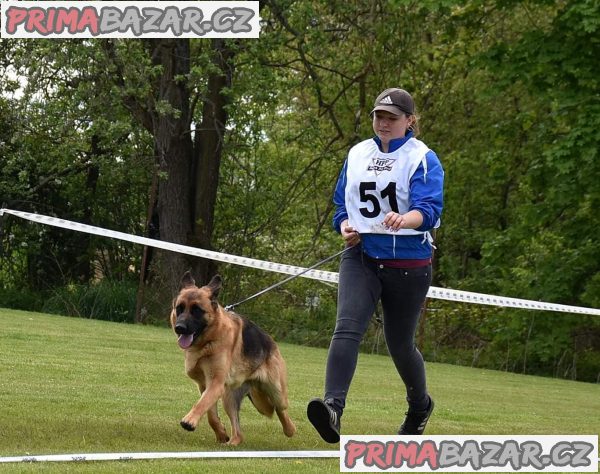 Německý ovčák štěňata - Rokycany – fotografie 3
