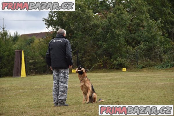 Německý ovčák štěňata - Rokycany – fotografie 5