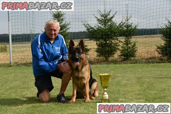Německý ovčák štěňata - Rokycany – fotografie 6