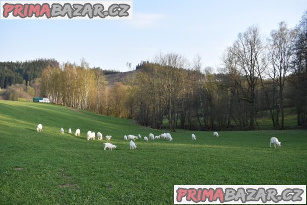 Prodám letošní kůzlata na výpas, plemeno česká bílá krátkosrstá, ekologický chov, odběr ihned, – fotografie 1