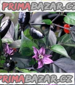 sazenice Chilli Royal Black – fotografie 1