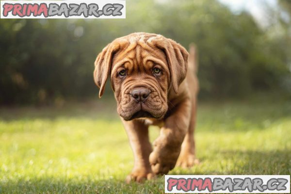 Bordeauxska doga štěňátka – fotografie 2