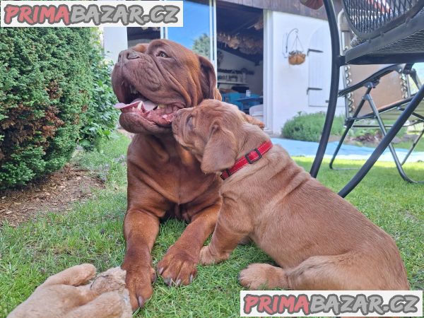 Bordeauxska doga štěňátka – fotografie 3