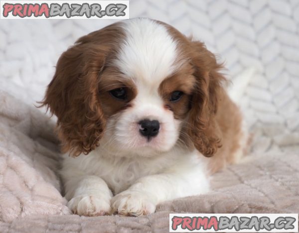 Kavalír king charles španěl – fotografie 2