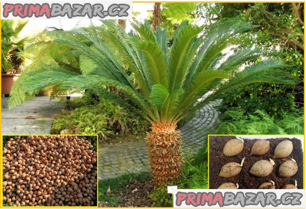sazenice Cycas Revoluta – fotografie 1