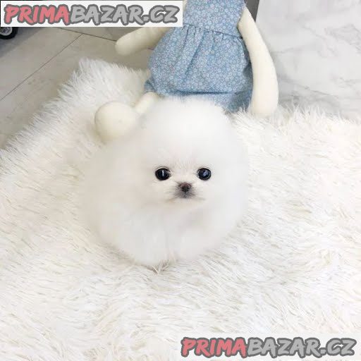 Nádherný šálek štěňat pomeranian na prodej – fotografie 1