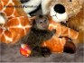 k dispozici opice marmoset