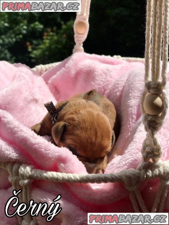 Rhodéský ridgeback s PP – fotografie 2