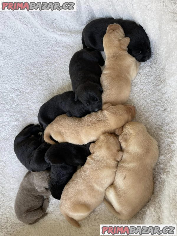 Labrador, Labradorský retrívr - štěňata – fotografie 2
