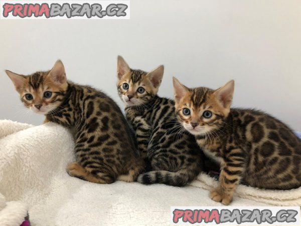 perfektní bengálská koťata k adopci – fotografie 1