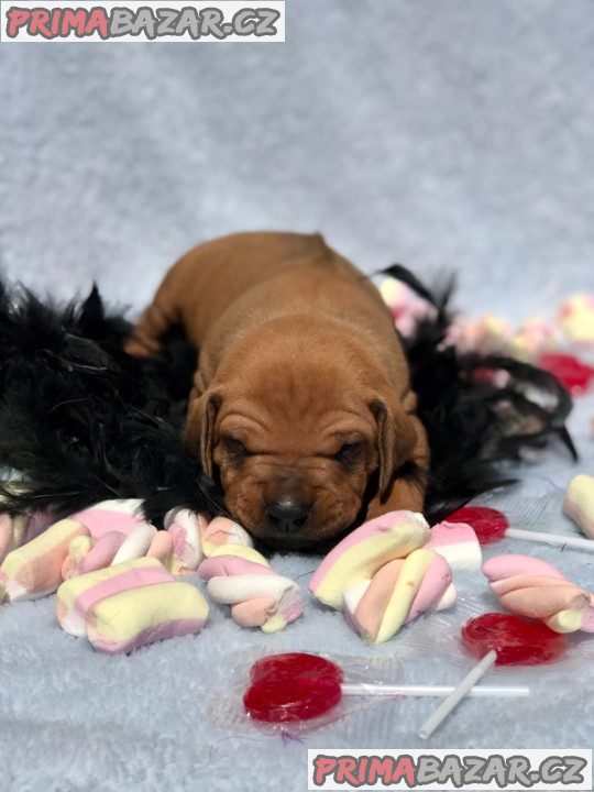 Rhodéský ridgeback s PP – fotografie 2