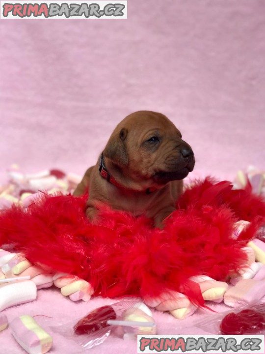 Rhodéský ridgeback s PP – fotografie 3