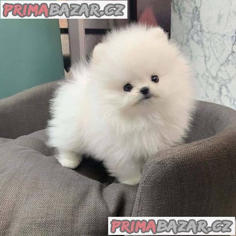 Nádherný šálek štěňat pomeranian na prodej – fotografie 1