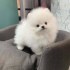 Nádherný šálek štěňat pomeranian na prodej