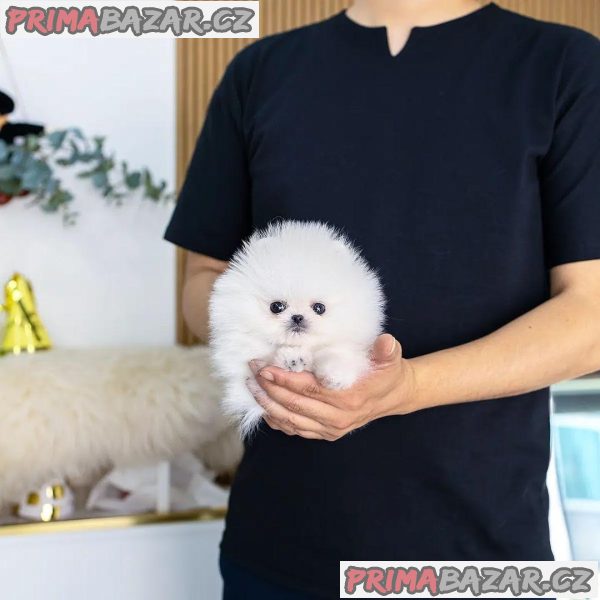 Nádherný šálek štěňat pomeranian na prodej – fotografie 1