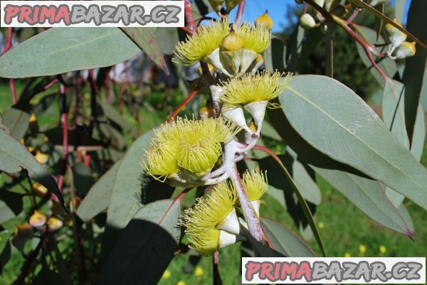 Sazenice Eucalyptus citriodora – fotografie 1