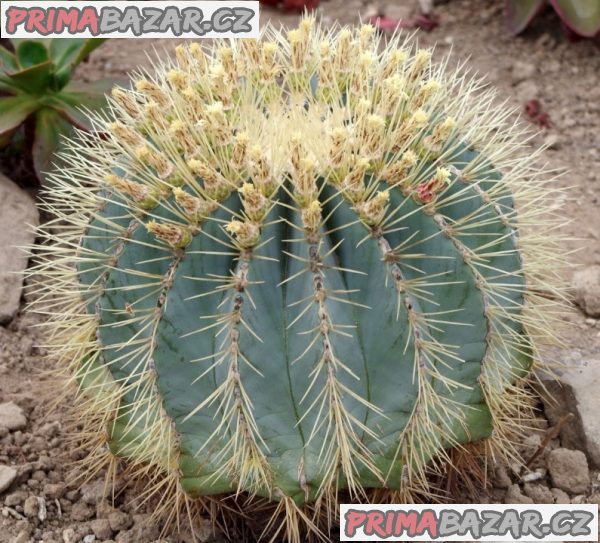 Kaktus Ferocactus glaucescens - semena – fotografie 1