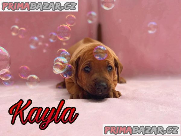 Rhodéský ridgeback s PP – fotografie 1