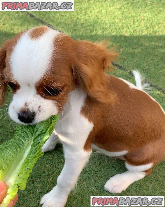 Štěňata kavalír King Charles španěl – fotografie 1