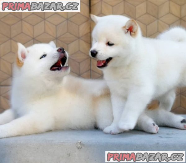 Štěňata Shiba Inu. – fotografie 2