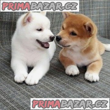 Štěňata Shiba Inu. – fotografie 5