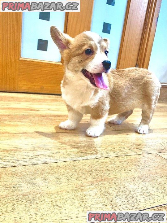 Pembroke Welsh Corgi Pembroke štěňata – fotografie 3