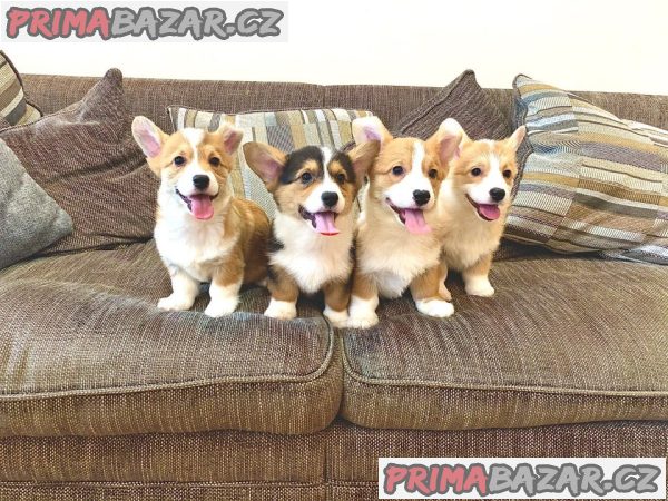 Pembroke Welsh Corgi Pembroke štěňata – fotografie 7