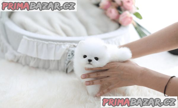 Nádherný šálek štěňat pomeranian na prodej – fotografie 1