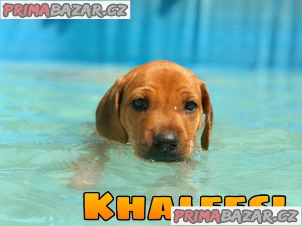 Rhodéský ridgeback s PP – fotografie 2