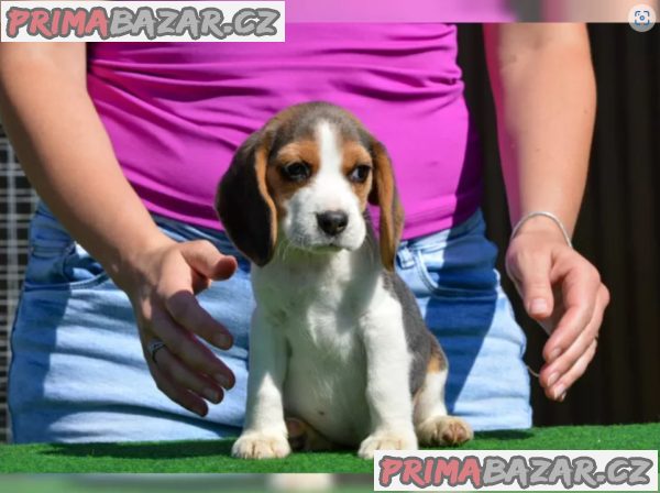 Prodám štenat Bígl – fotografie 2