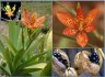 Sazenice Anginovník čínský - Belamcanda chinensis