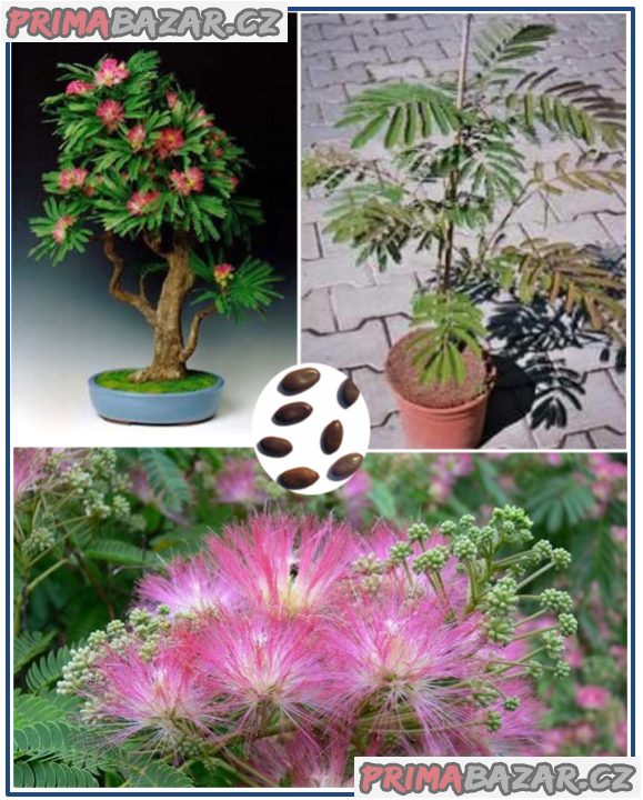 Sazenice Albizia Julibrisin - Mrazuvzdorná Mimóza – fotografie 1