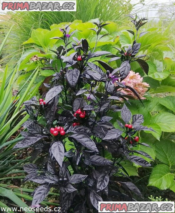 Chilli Black Pearl - semena – fotografie 1