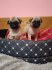 Mops